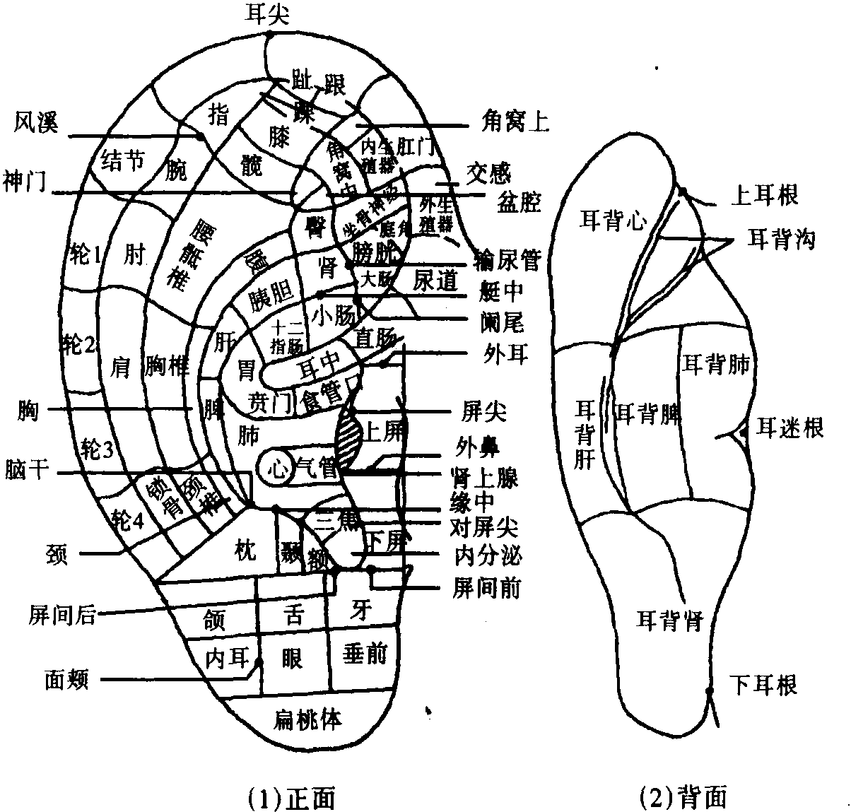 一、耳針療法的意義